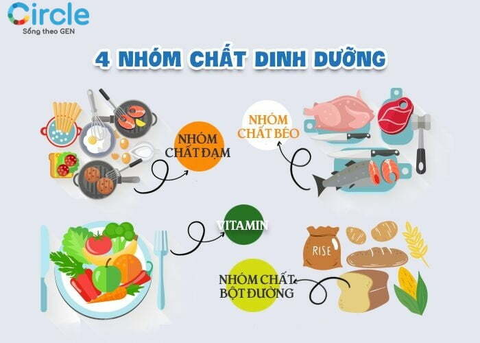 Chế độ ăn cho bé 8 tháng suy dinh dưỡng cần đảm bảo đầy đủ 4 nhóm chất dinh dưỡng là bột đường, chất đạm, chất béo và vitamin.