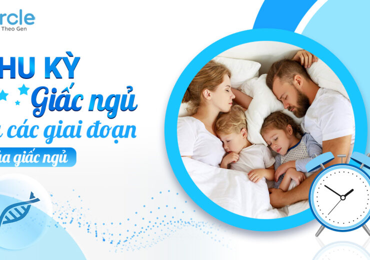 Chu kỳ giấc ngủ và các giai đoạn của giấc ngủ